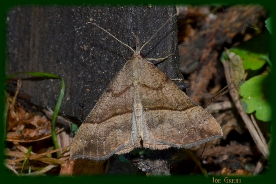 Hypena proboscidalis - ormányos karcsúbagoly