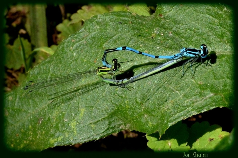 Coenagrion puella - azúrkék légivadász
