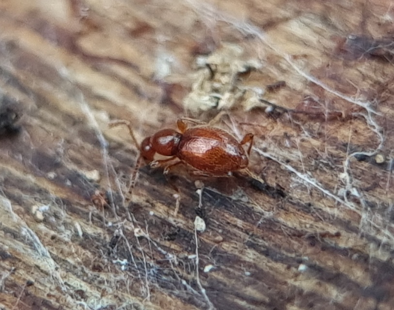 Scydmaenidae - gödörkésbogár-félék