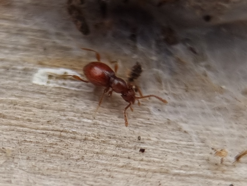 Scydmaenus hellwigii - odvasfejű gödörkésbogár