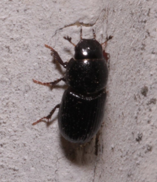 Aphodius varians - változékony trágyabogár