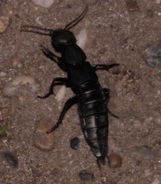 Ocypus