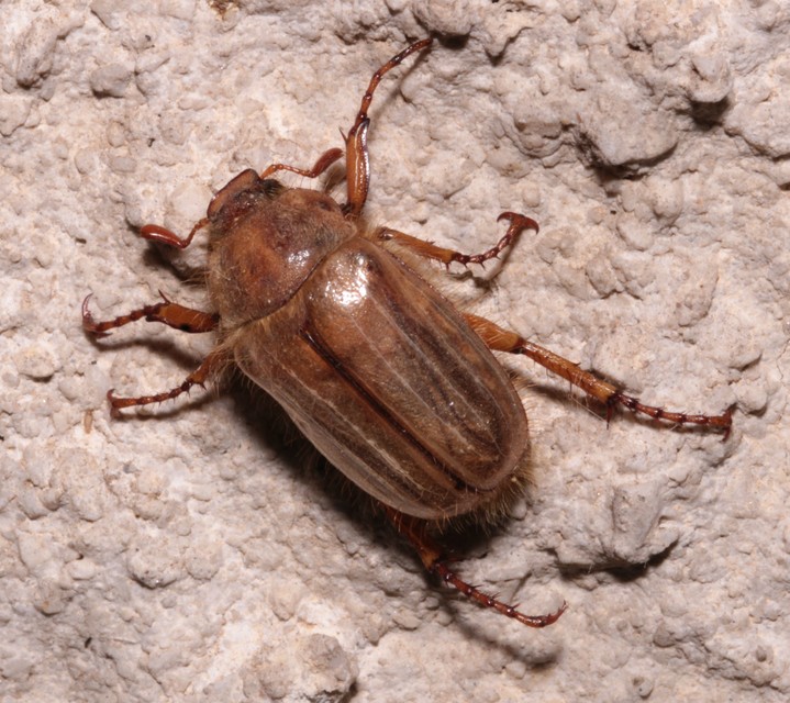 Amphimallon solstitiale - bordás sárgacserebogár