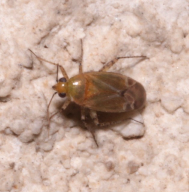 Psallus