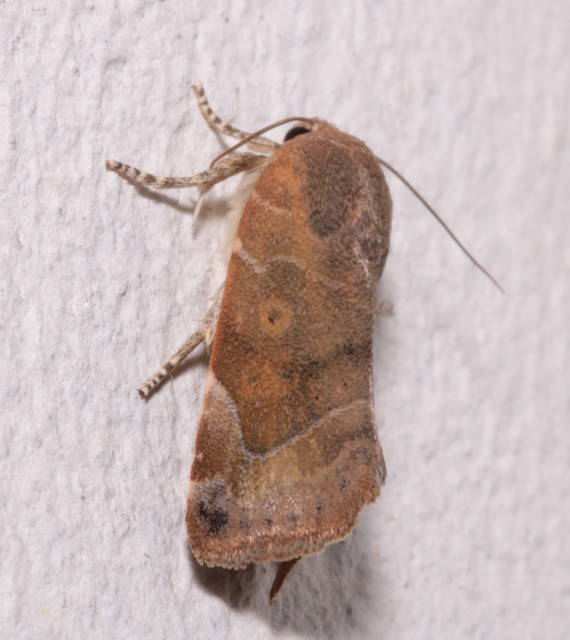 Cosmia affinis - barna lombbagoly
