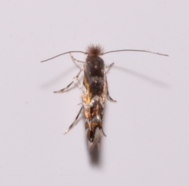 Macrosaccus robiniella - akáclevél-sátorosmoly