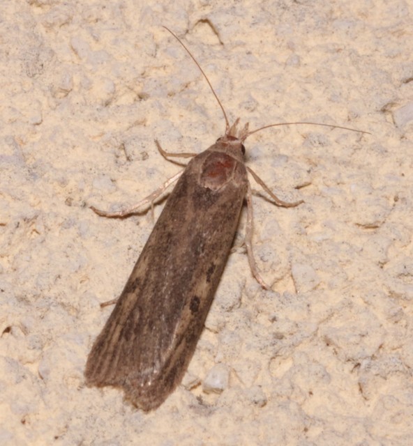 Lamoria