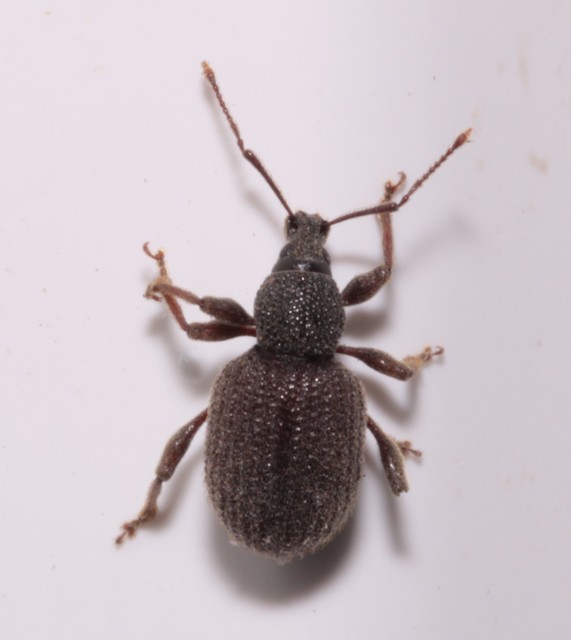 Otiorhynchus rugosostriatus - szamóca-gyalogormányos
