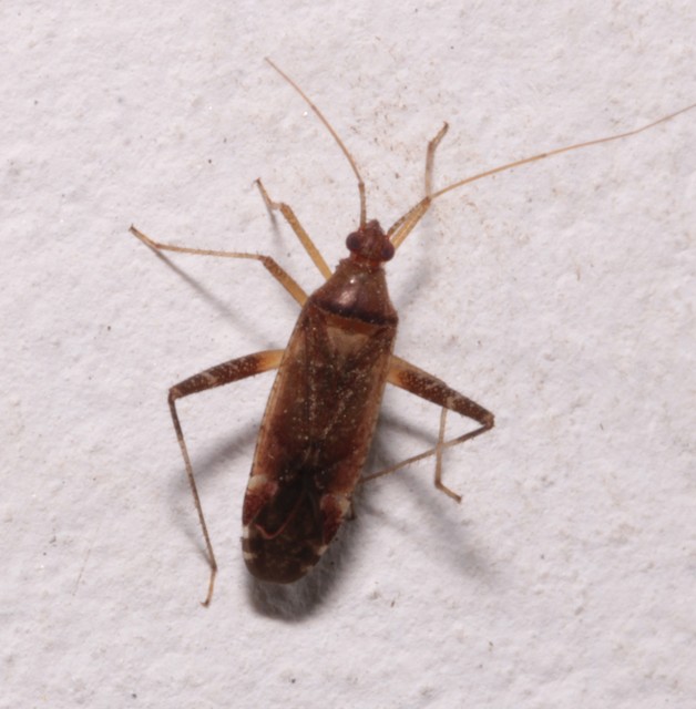 Phytocoris