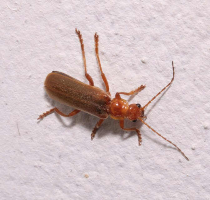 Cantharis rufa - rőt lágybogár