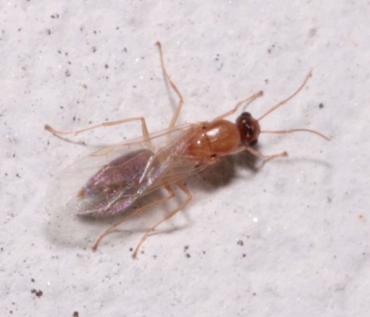 Colobopsis truncata - kapushangya