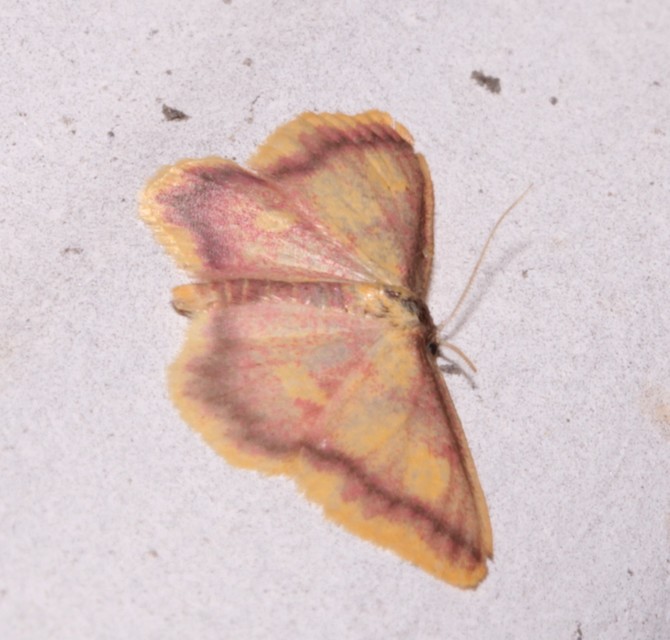 Idaea muricata - mocsári pirosaraszoló