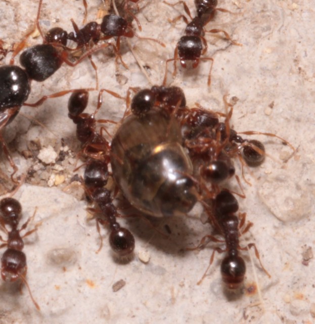 Tetramorium