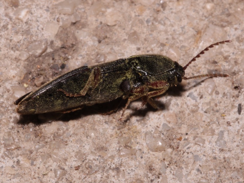 Melanotus