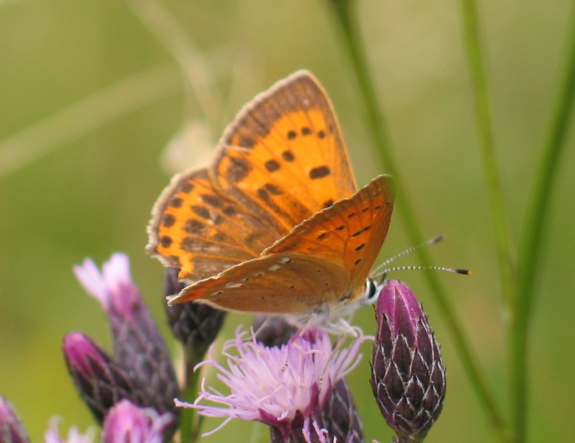 Lycaena virgaureae - arany-tűzlepke