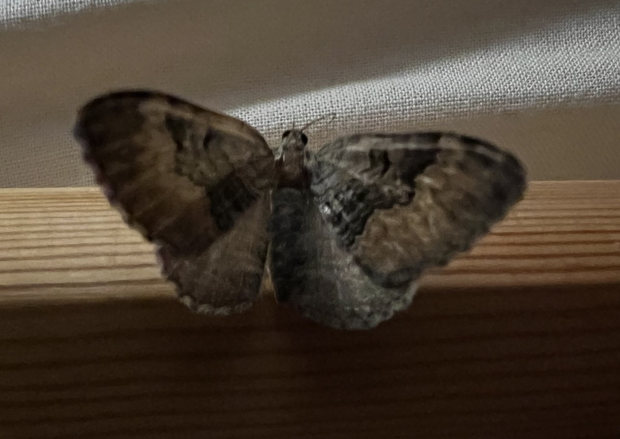 Xanthorhoe quadrifasiata - négysávos tarkaaraszoló
