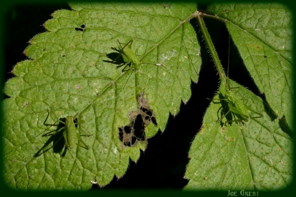Leptophyes