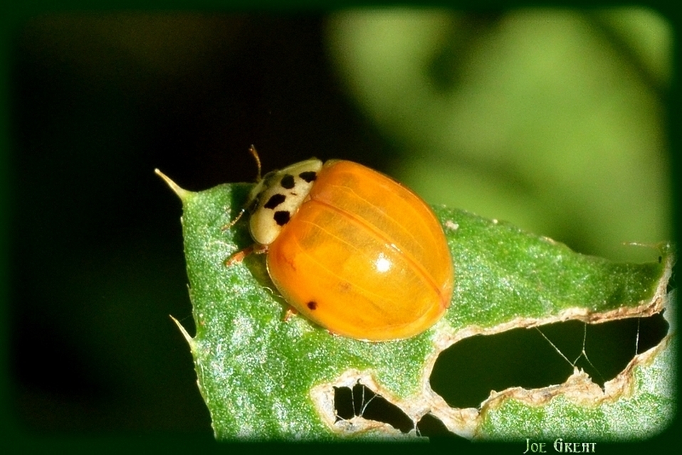 Harmonia axyridis - harlekinkatica