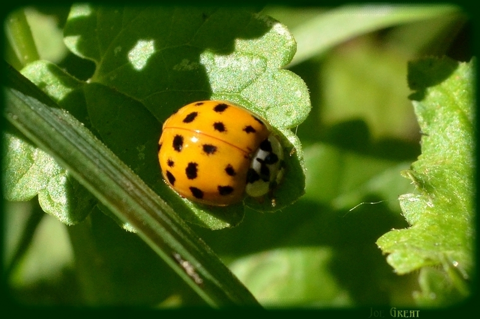 Harmonia axyridis - harlekinkatica