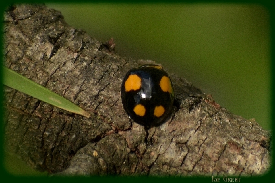 Harmonia axyridis - harlekinkatica