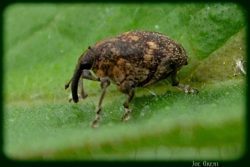 Mogulones abbreviatulus - nagy nadálytő-tarkaormányos