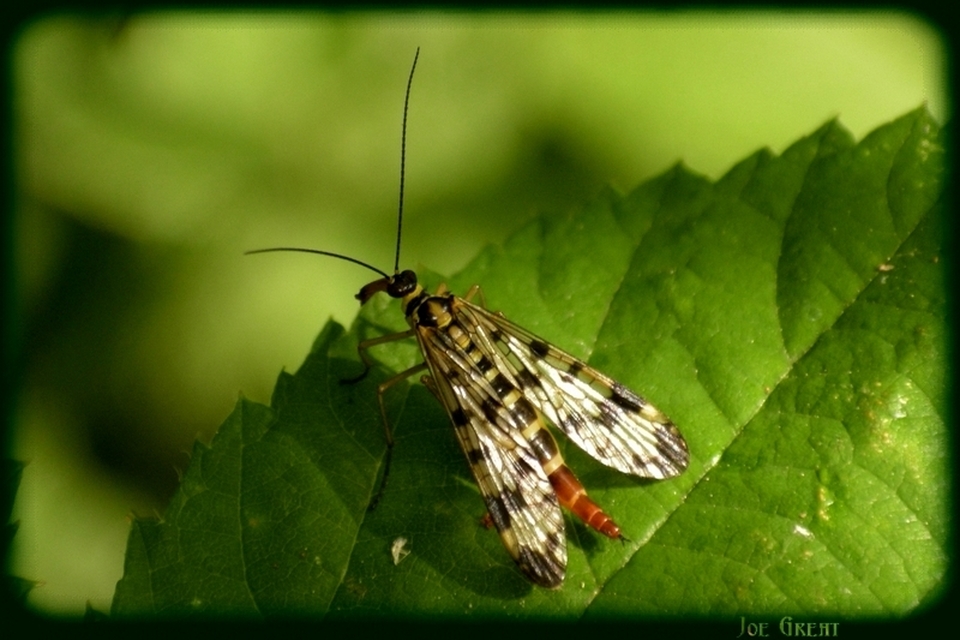 Mecoptera - Csőrösrovarok