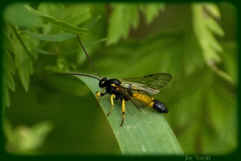 Hymenoptera - Hártyásszárnyúak