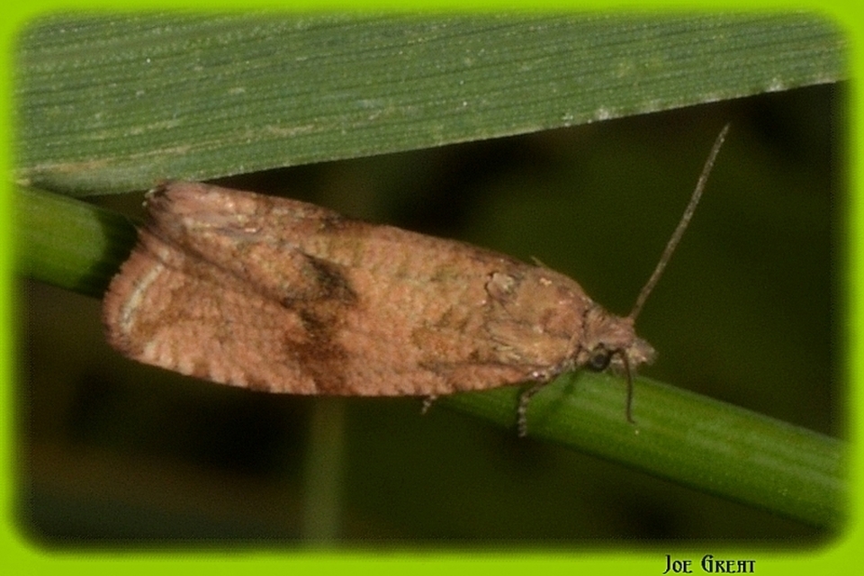 Celypha striana - pitypangfúró tükrösmoly
