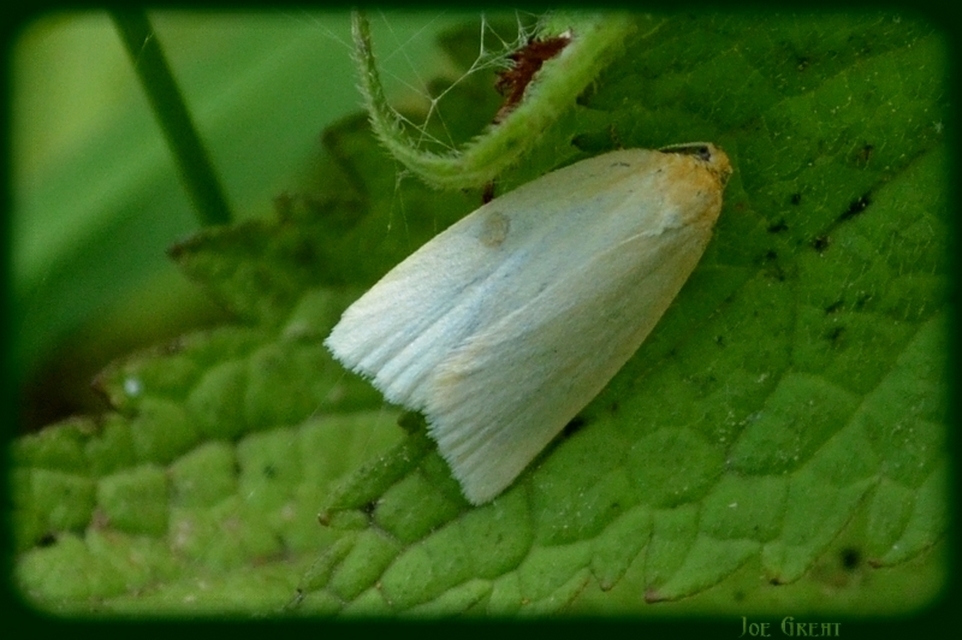 Aphelia