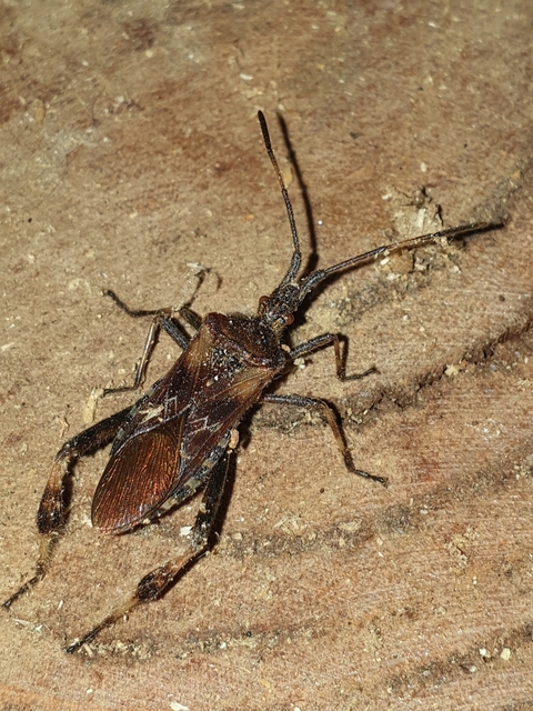 Leptoglossus occidentalis - nyugati levéllábú poloska