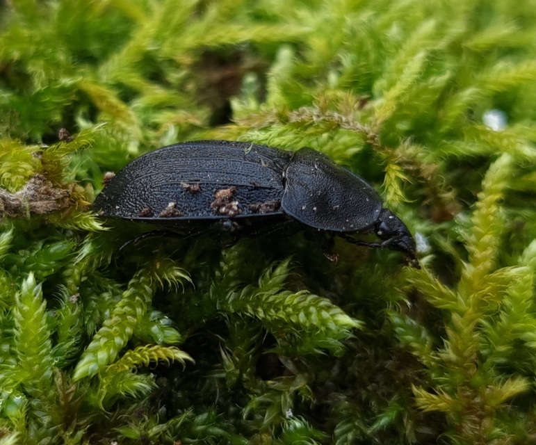 Phosphuga atrata - bordás csigarabló