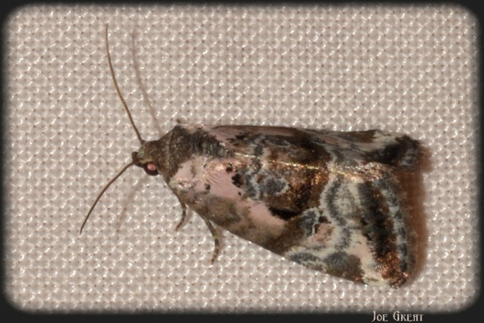 Hapalotis venustula - rózsaszínű mázasbagoly