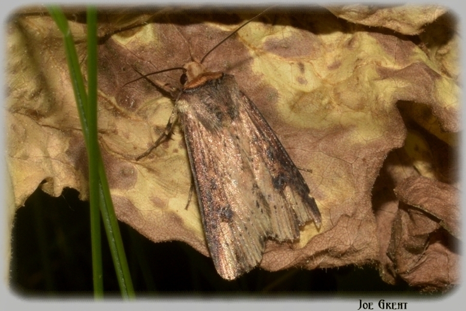 Axylia putris - vonalkás földibagoly
