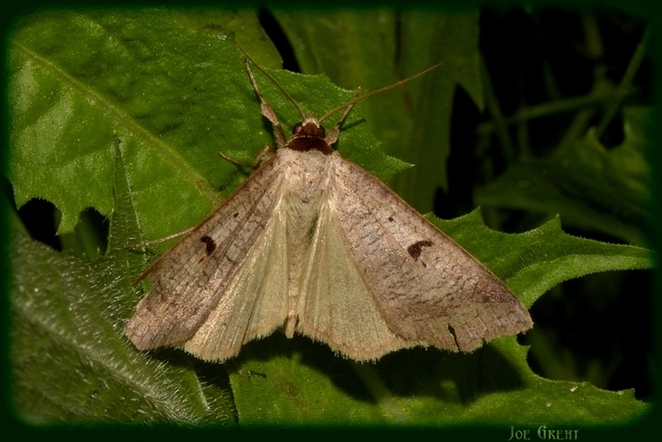 Lygephila pastinum - közönséges csüdfűbagoly
