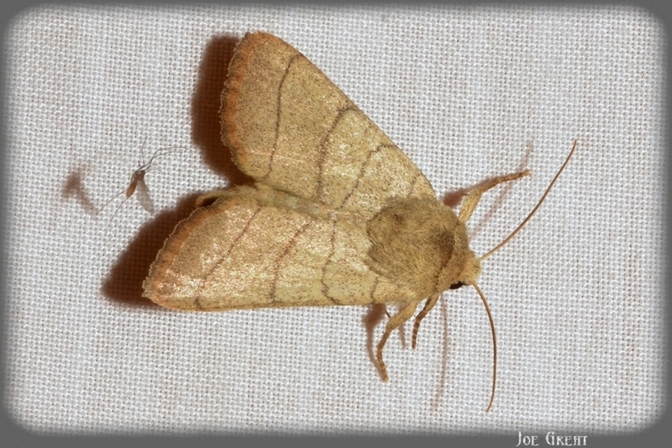 Charanyca trigrammica - háromsávos lombbagoly