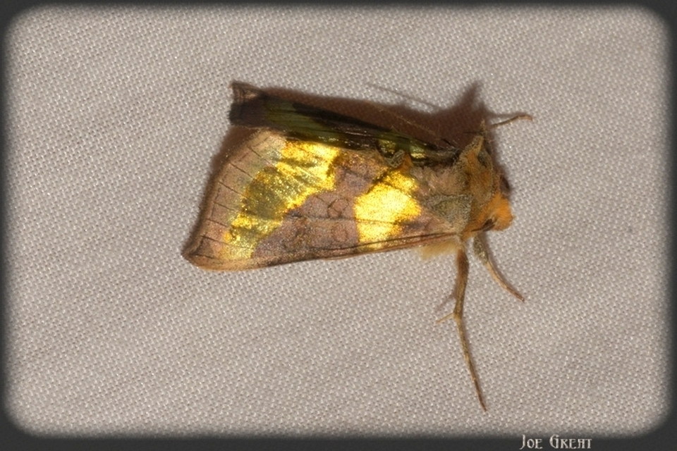 Diachrysia chrysitis - aranybagoly