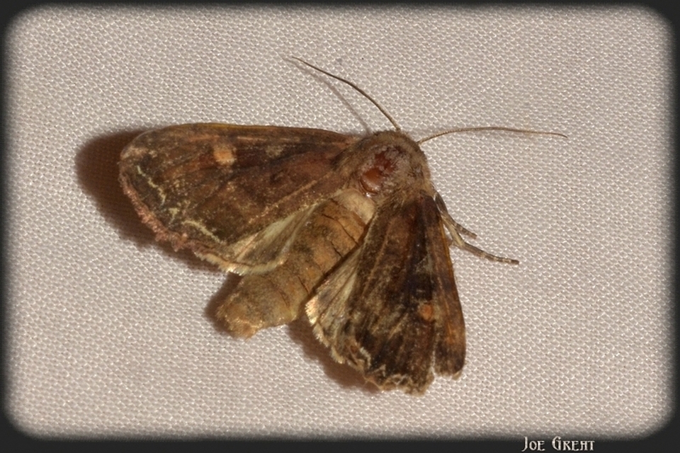 Lacanobia oleracea - saláta-kertibagoly