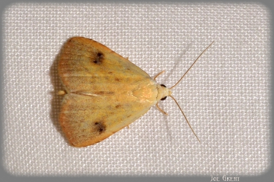 Rivula sericealis - selymes lórombagoly
