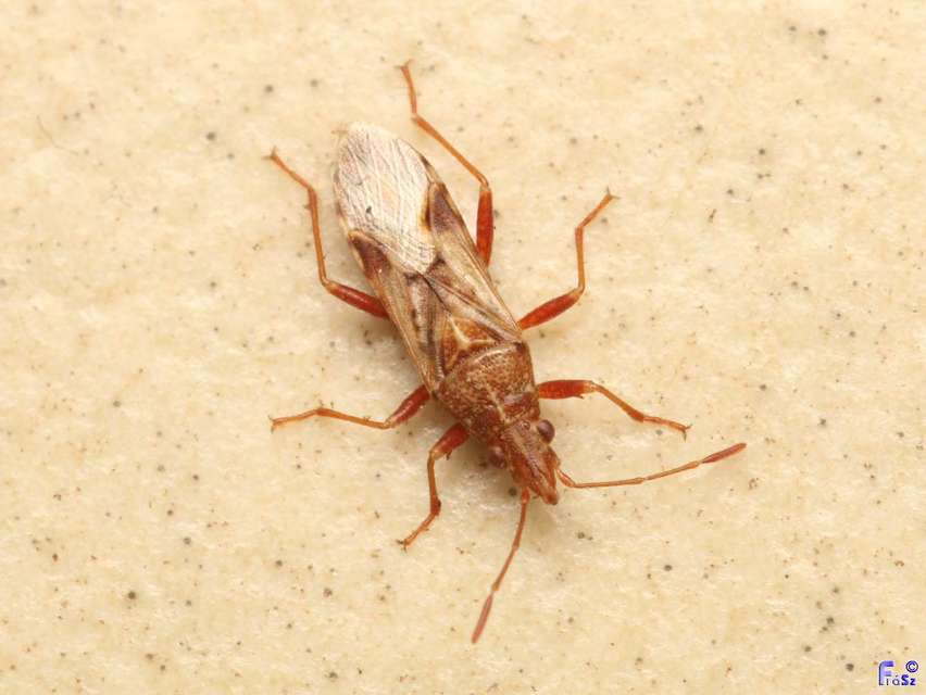 Belonochilus numenius - amerikai platánbodobács