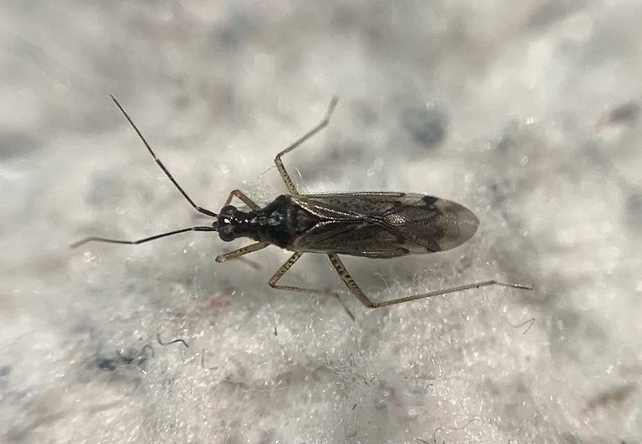 Dicyphus