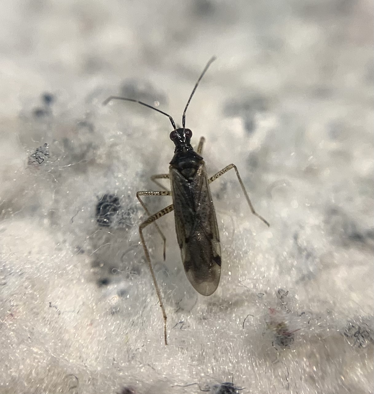 Dicyphus