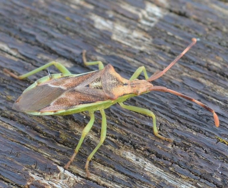 Gonocerus juniperi - boróka-karimáspoloska