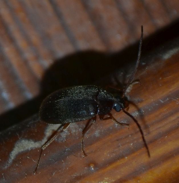 Hymenalia rufipes - rőtlábú alkonybogár