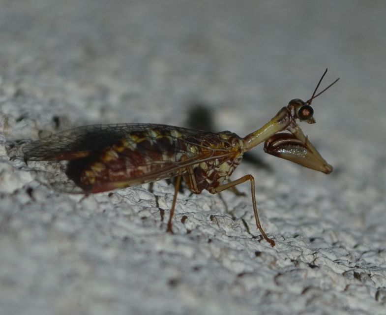 Mantispa styriaca - kétszínű fogólábú-fátyolka