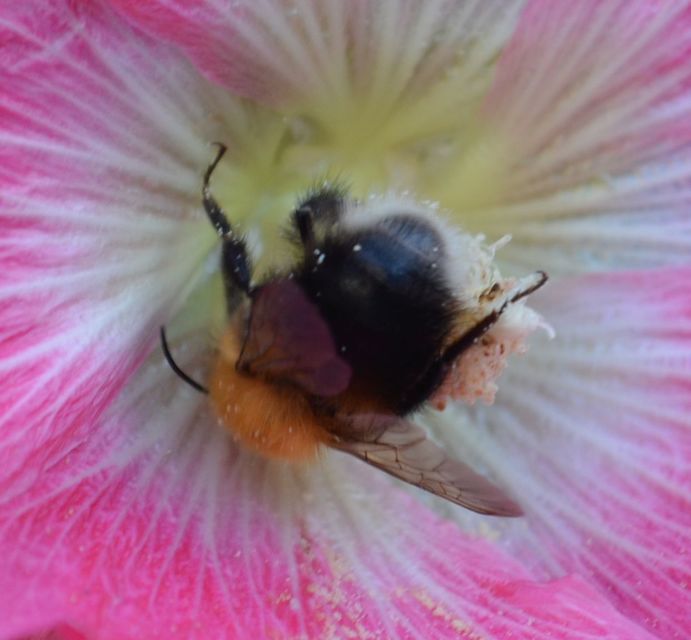 Bombus hypnorum - mohás poszméh
