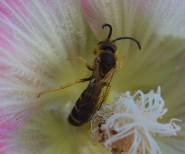 Halictus scabiosae