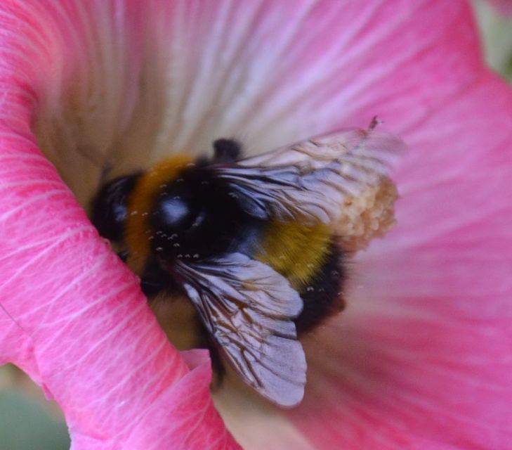 Bombus haematurus - mediterrán poszméh