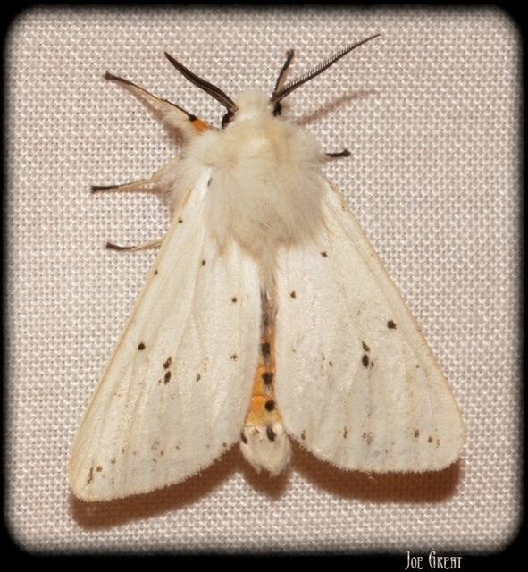 Spilosoma lubricipedum - tejszínű medvelepke