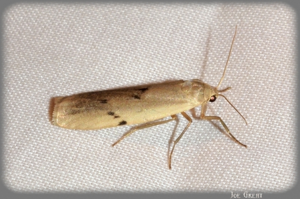 Pelosia muscerda - hamvas zuzmószövő