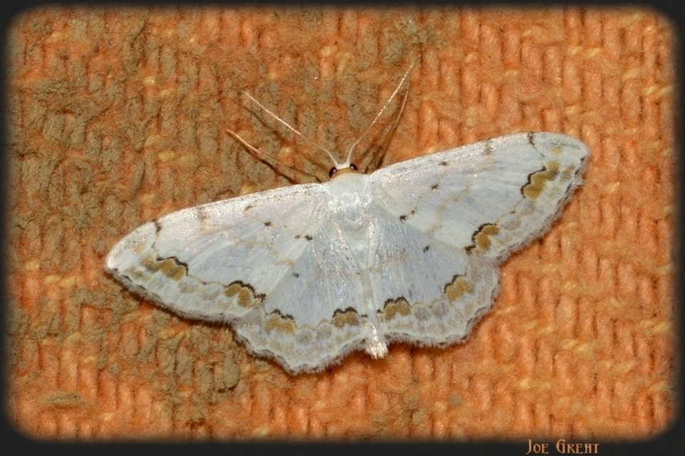 Scopula ornata - díszes fehéraraszoló